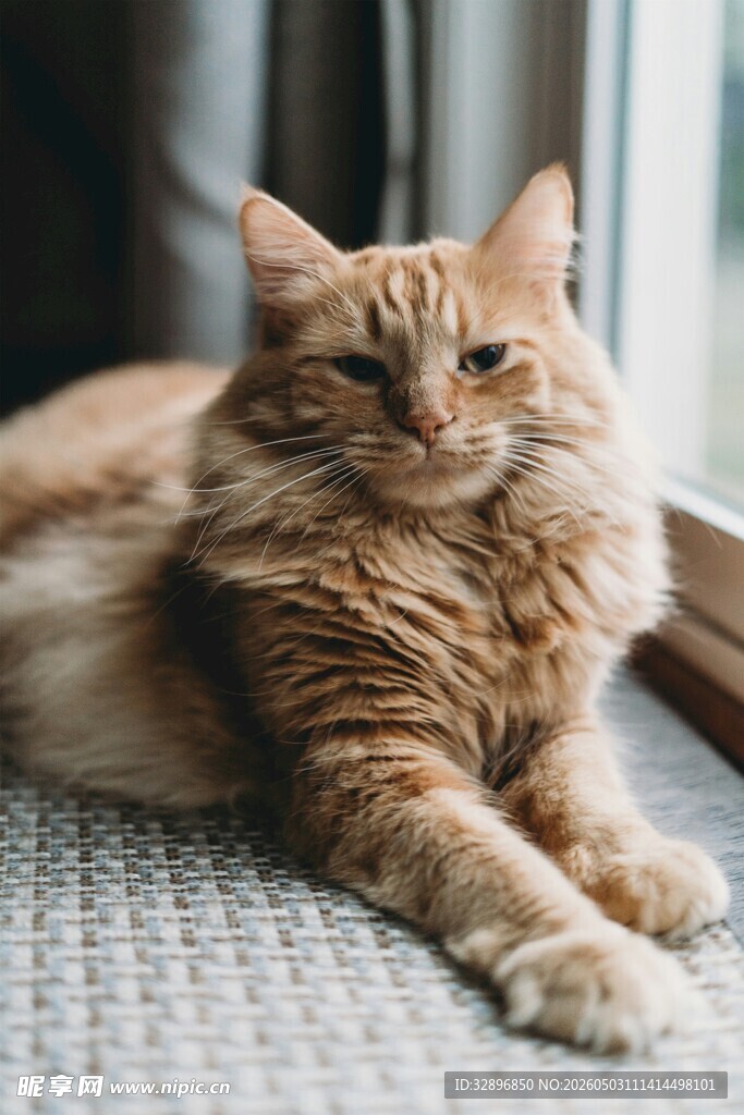 慵懒长毛猫惬意趴卧