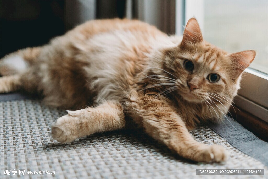 窗边慵懒的橘猫