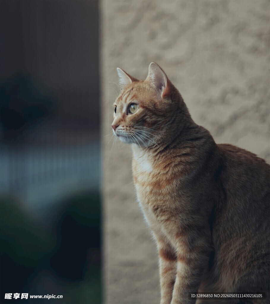 窗边静立的可爱猫咪