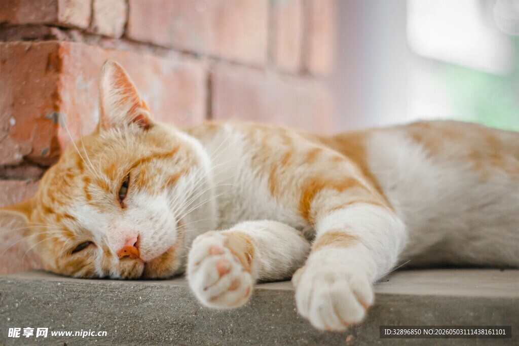 橘猫惬意躺卧在砖墙边