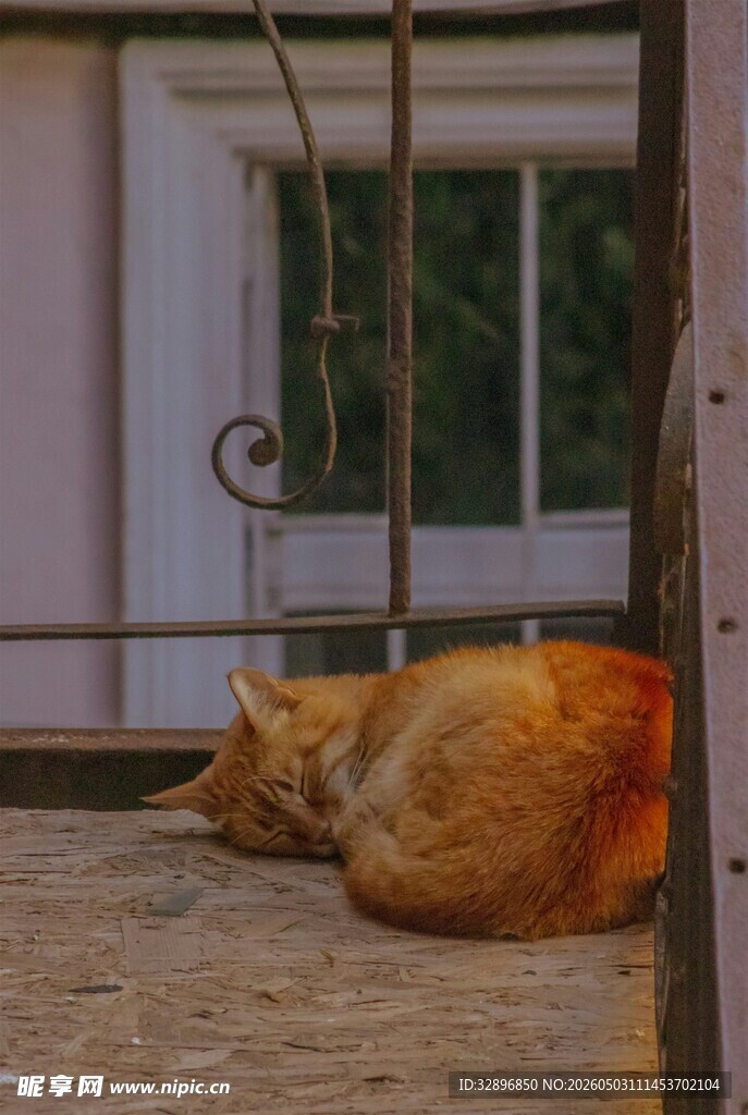 窗边酣睡的橘猫