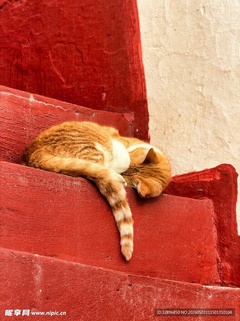 橘猫慵懒躺于红色台阶上