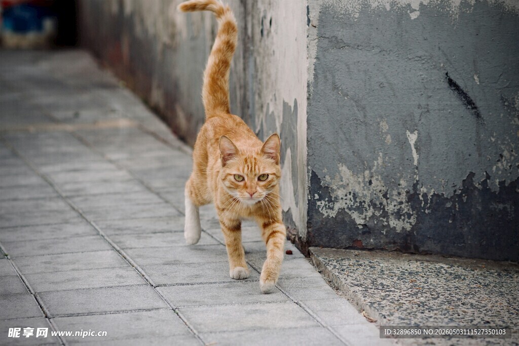 小巷中漫步的橘猫