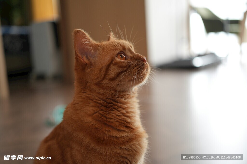 橘猫抬头望