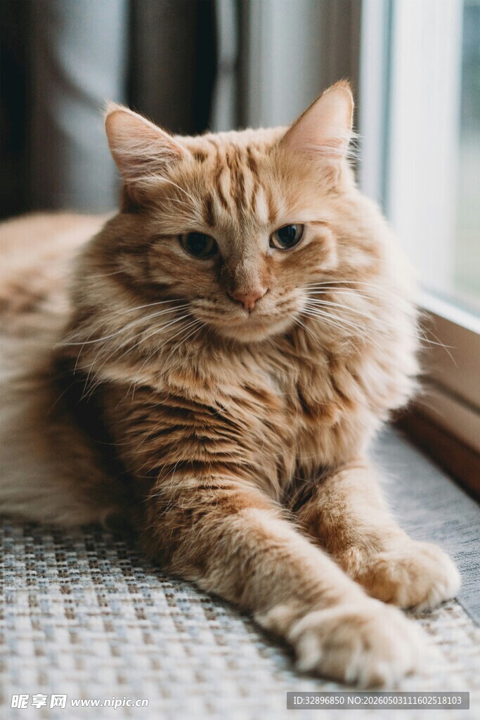 窗边慵懒的长毛橘猫