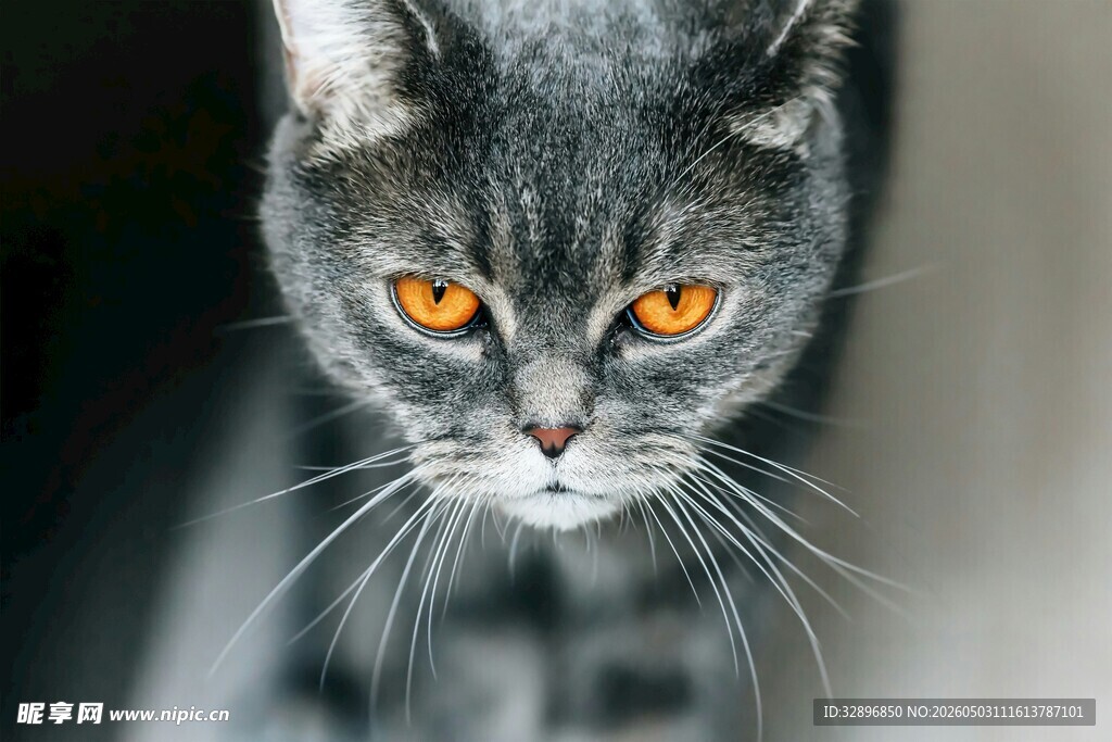 凝视的灰猫