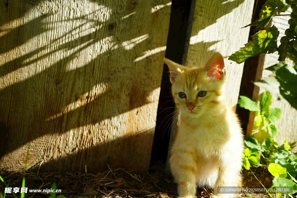 阳光下的可爱猫咪