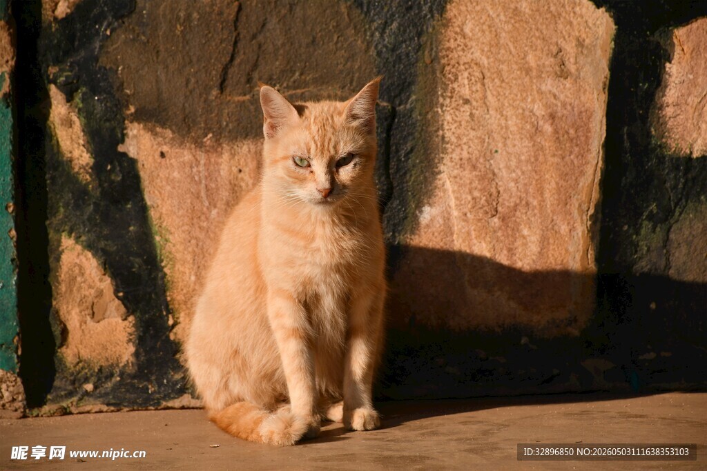 橘猫静坐于古朴背景前