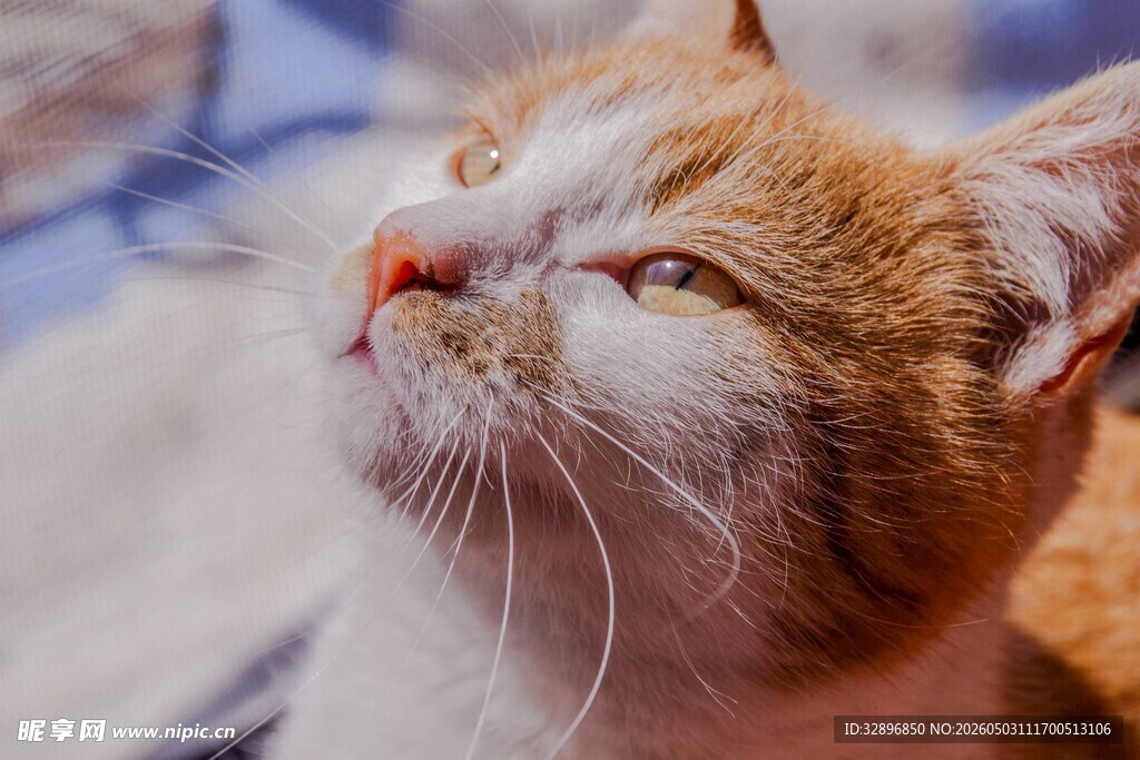仰头猫咪惬意瞬间
