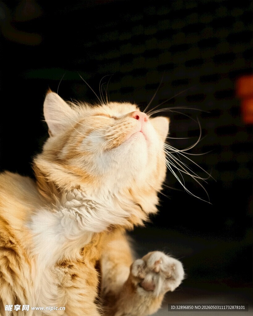 仰头卖萌的可爱猫咪