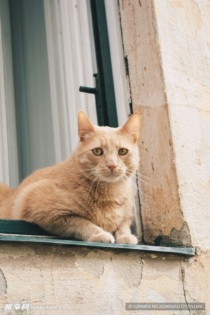 窗边橘猫慵懒模样