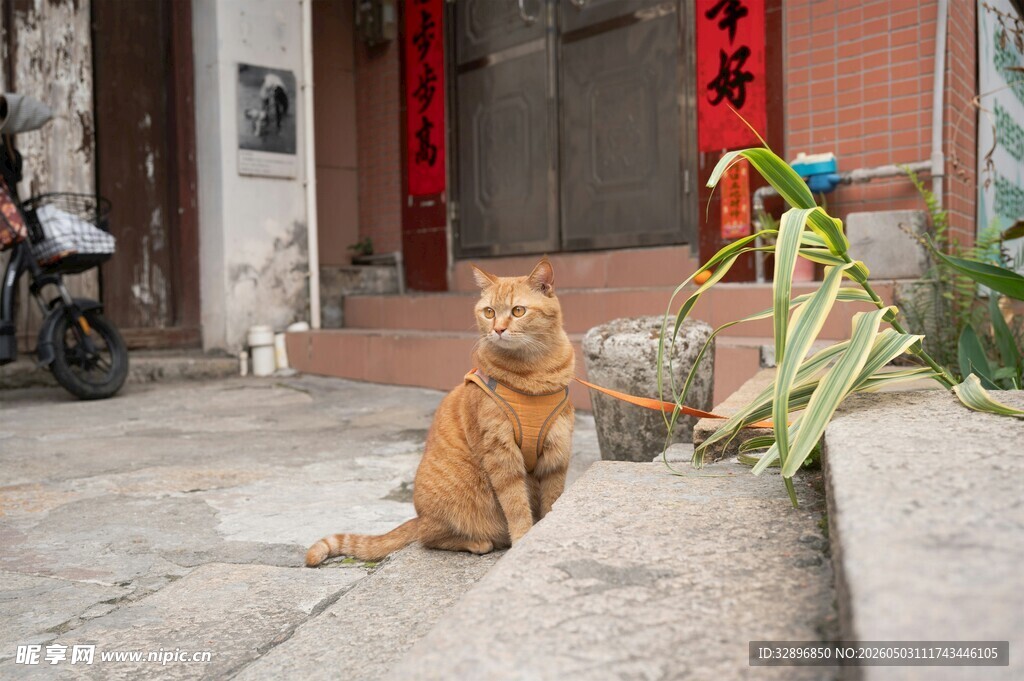 门前橘猫静卧