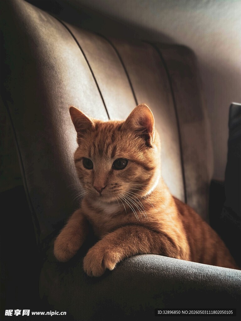 橘猫惬意躺于汽车座椅上