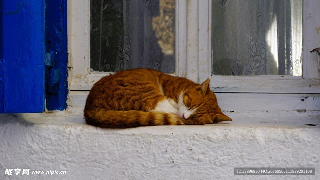 窗边酣睡的橘猫