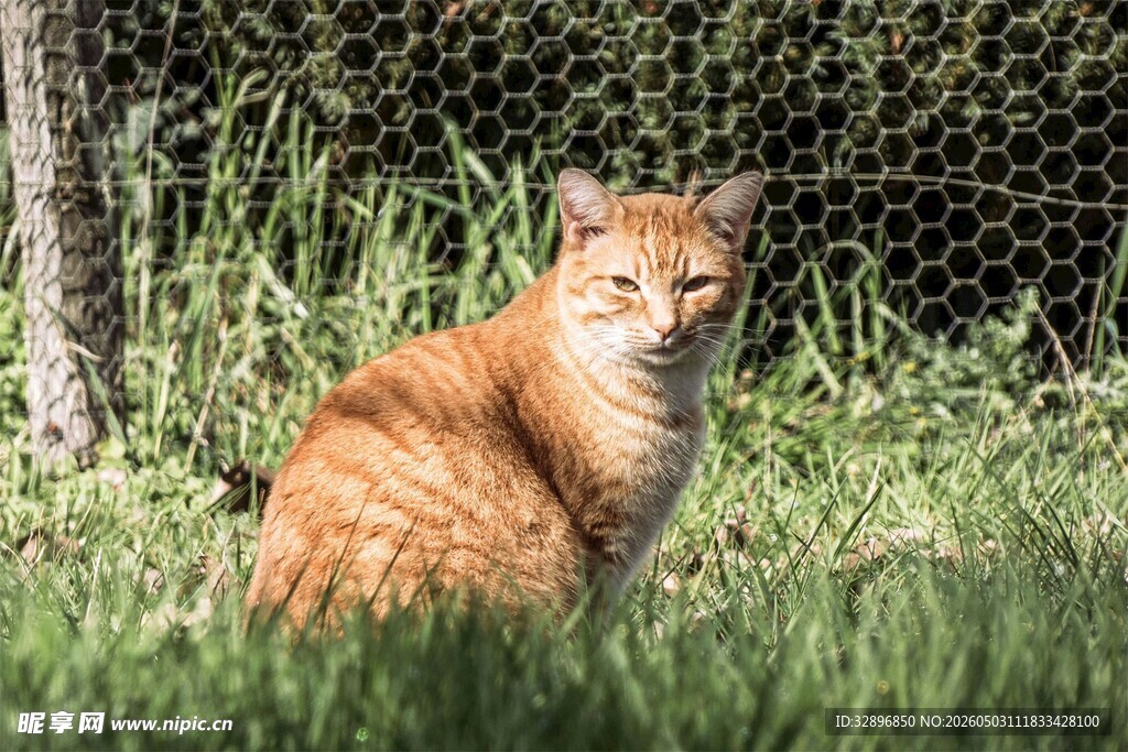 草地上的橘猫