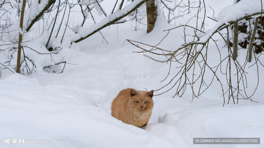 雪地中的橘猫