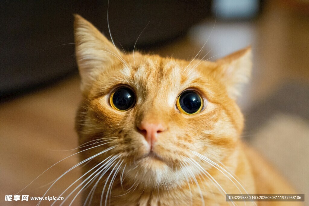 可爱橘猫抬头好奇张望