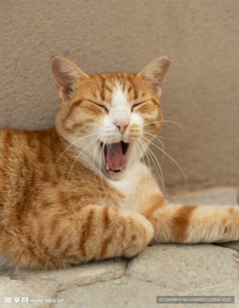 橘猫开怀大笑超治愈