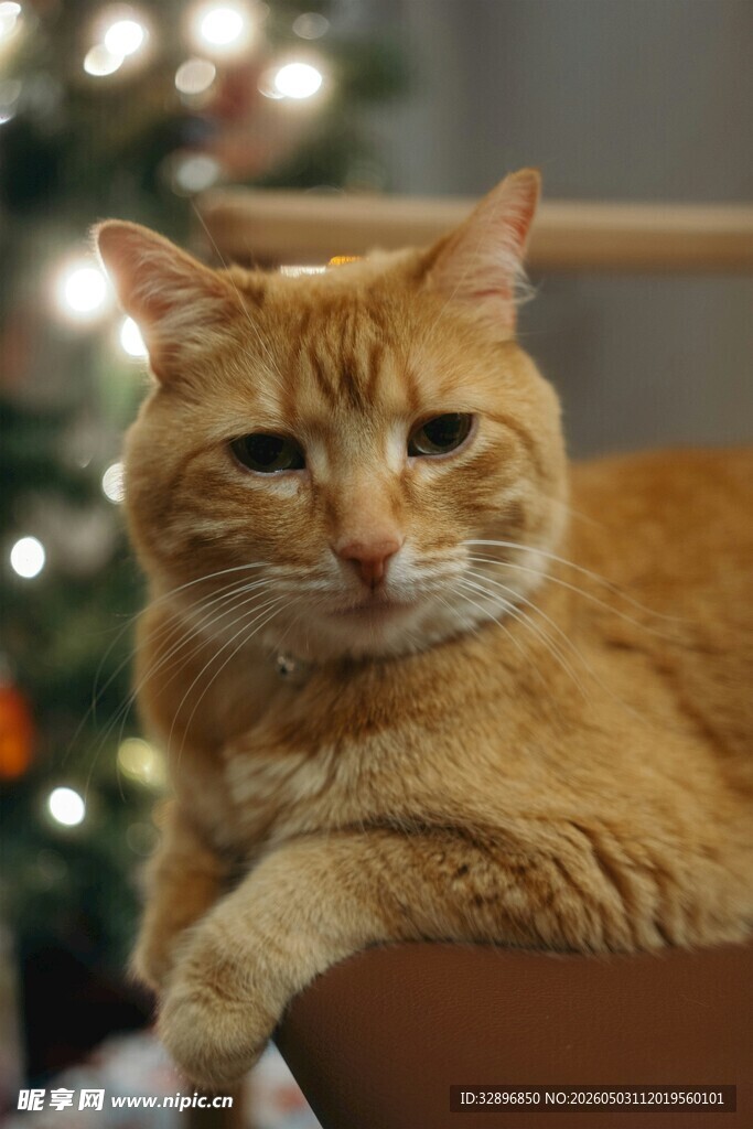橘猫依偎在圣诞树旁