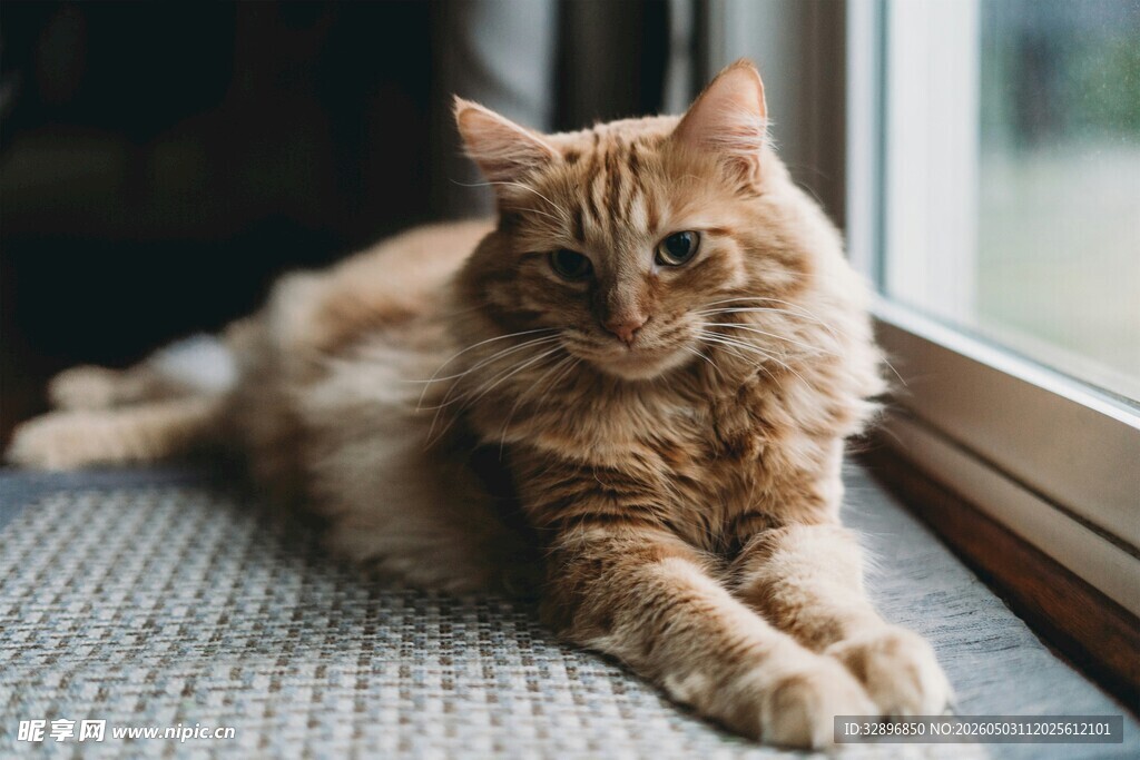 窗边慵懒的长毛猫咪