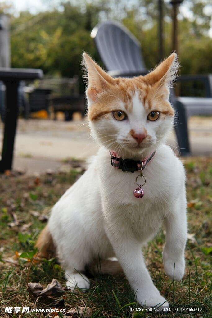 户外可爱的三色猫咪