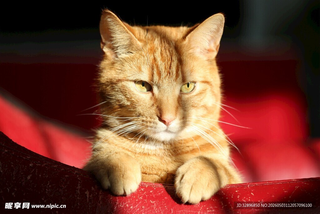 阳光下慵懒的橘猫