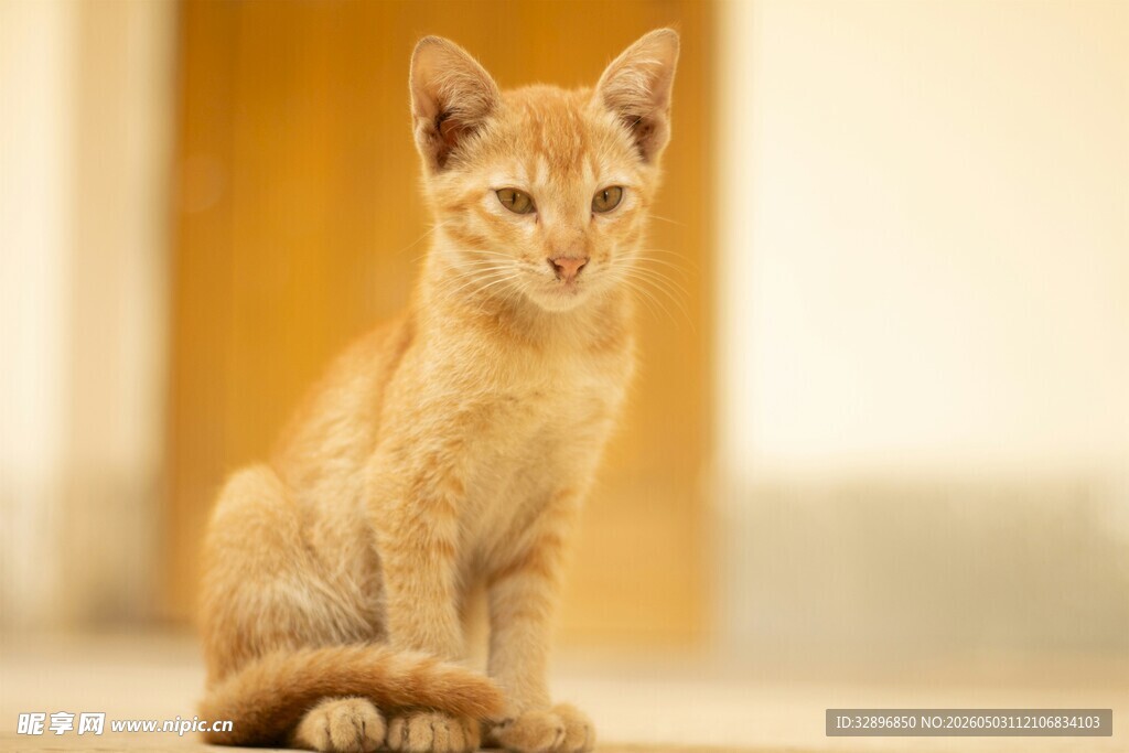 可爱小黄猫端坐