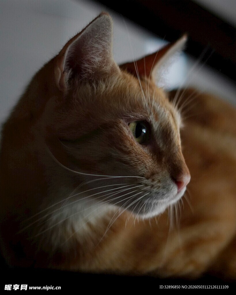 橘猫侧卧凝视瞬间