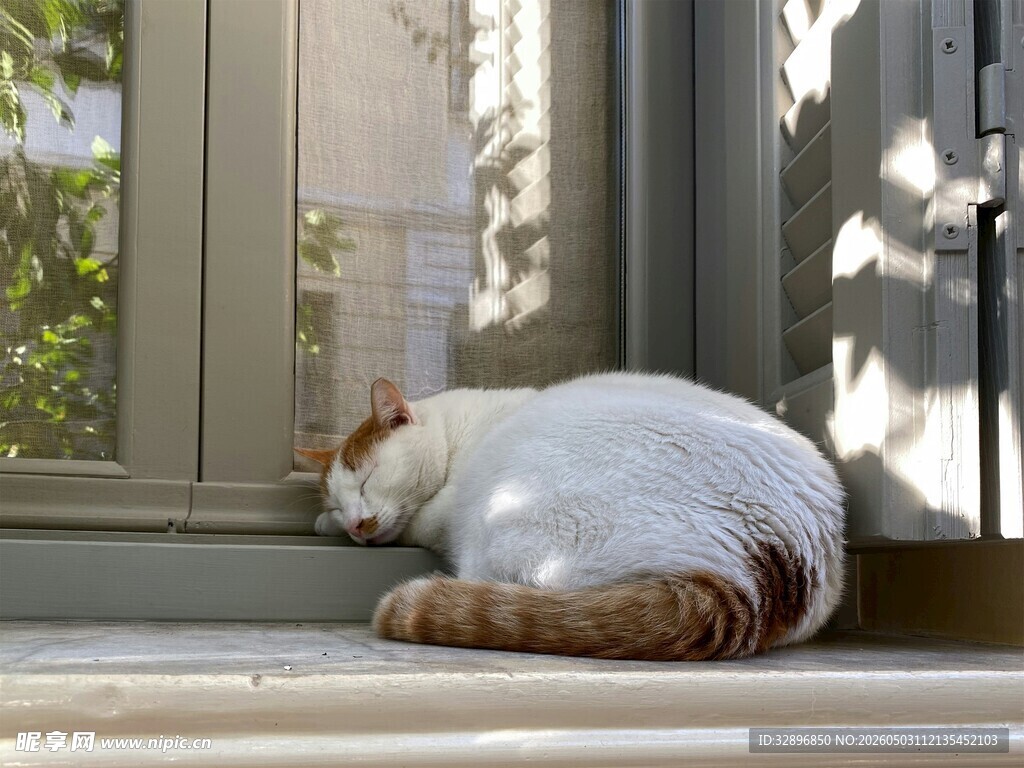 窗边酣睡的可爱猫咪