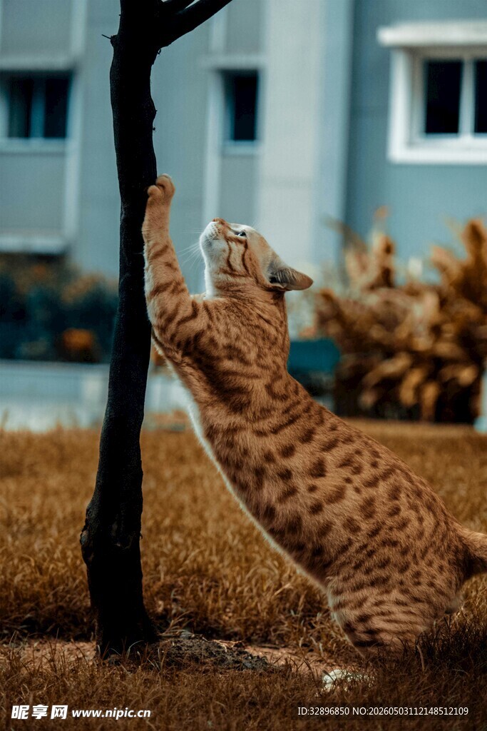 豹猫跃起抓树干