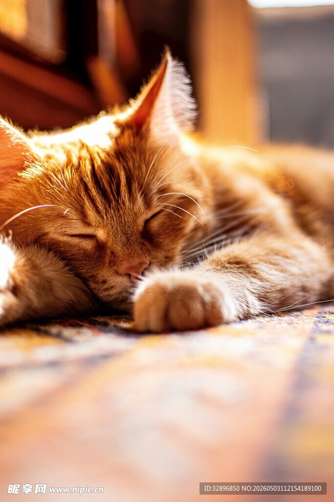 酣睡的橘猫