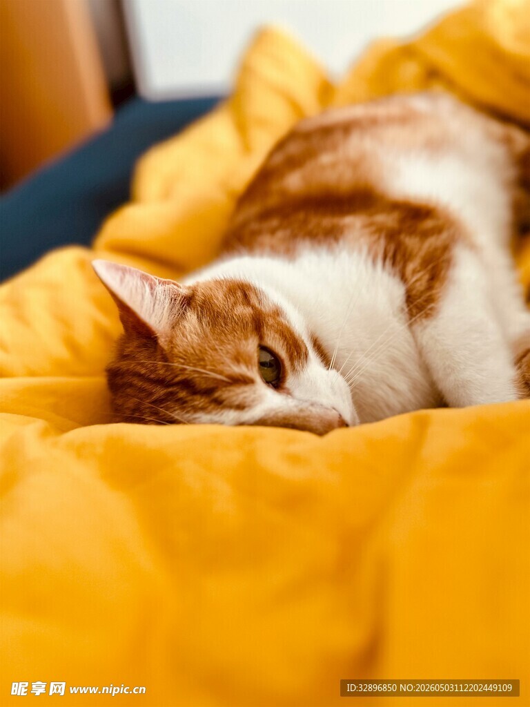 橘猫惬意躺黄色毛毯上