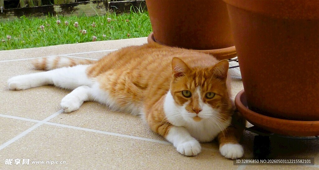 橘猫慵懒趴地