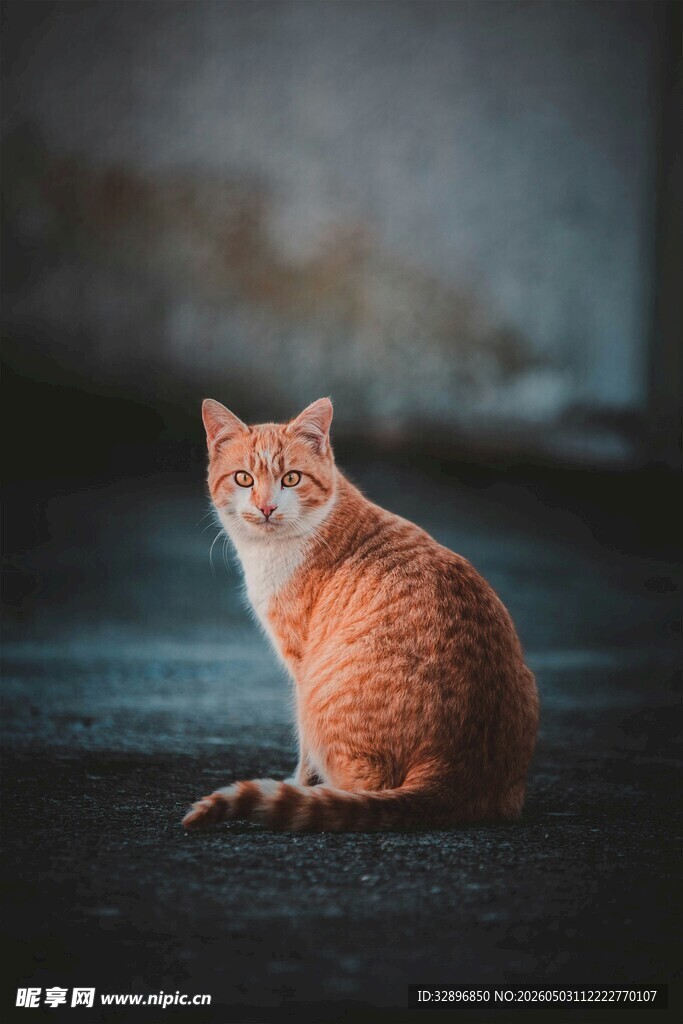 独坐的橘猫
