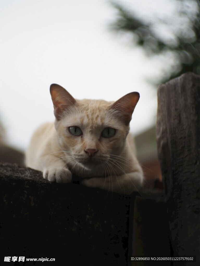 慵懒猫咪趴于木栏