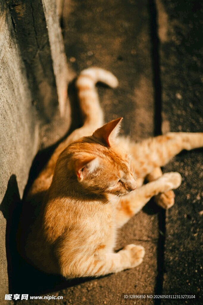 阳光下慵懒的橘猫