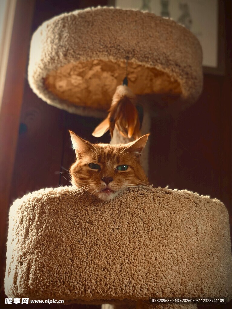 猫咪在猫抓板上玩耍