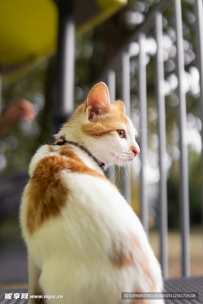 可爱猫咪侧坐望向远方