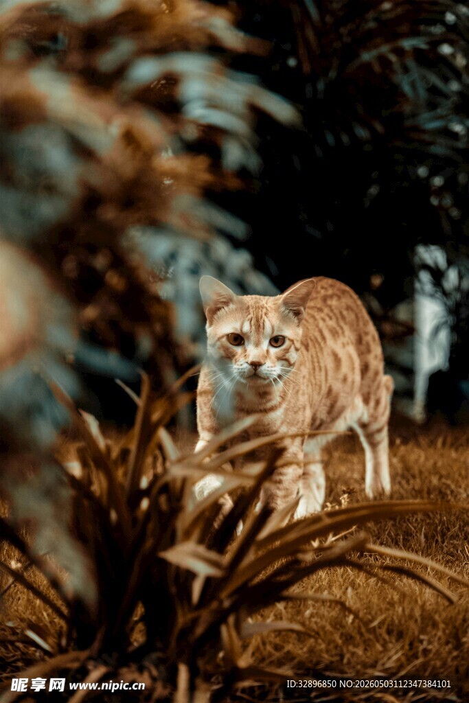 森林中的野生猫咪