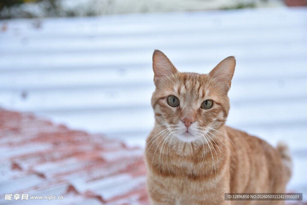 雪地中的棕色猫咪