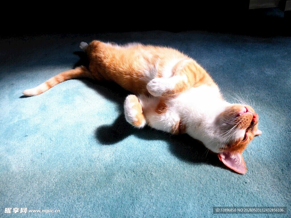 橘猫惬意躺地吐舌卖萌