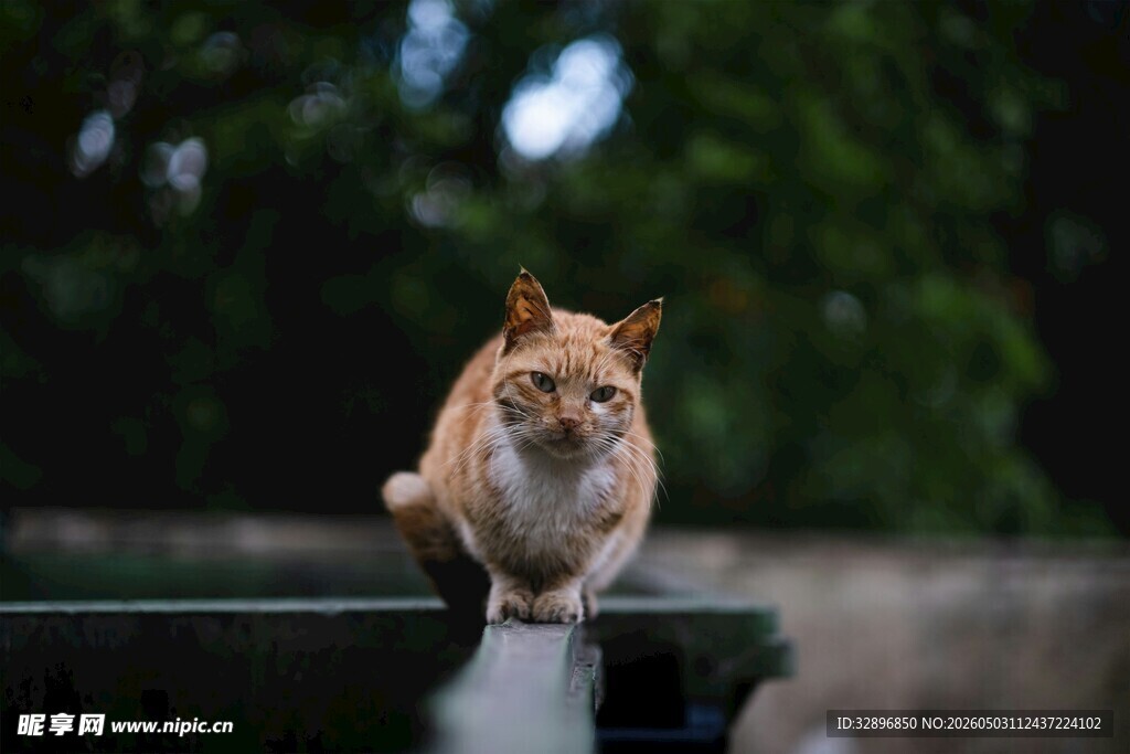 蹲坐的橘猫