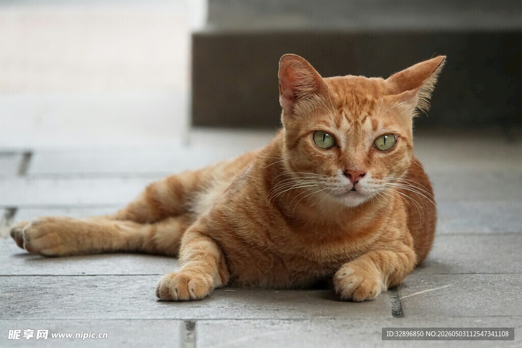 橘猫趴地休憩