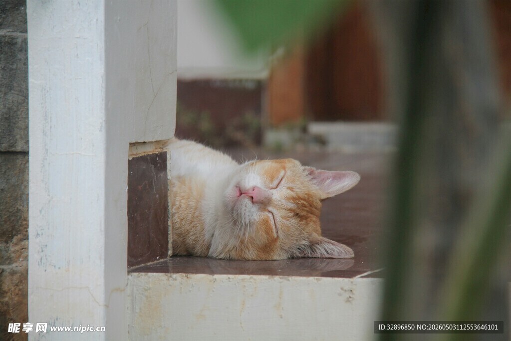 窗边酣睡的可爱猫咪