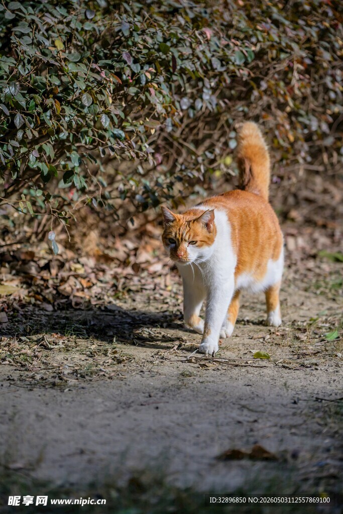 户外漫步的橙白相间猫咪