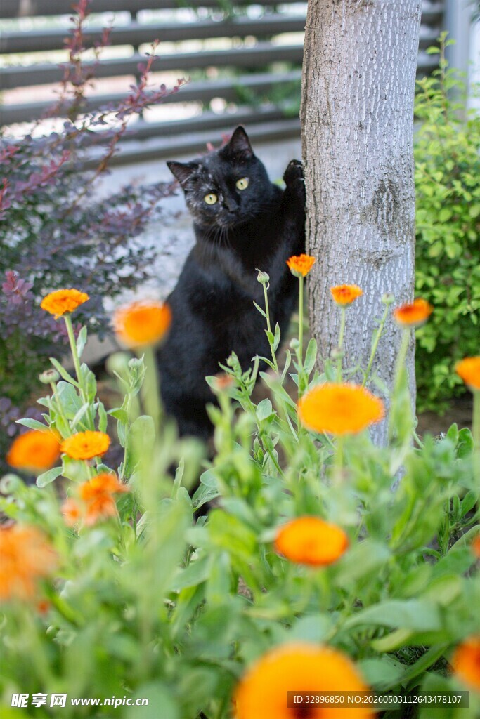 黑猫立于花丛树干旁