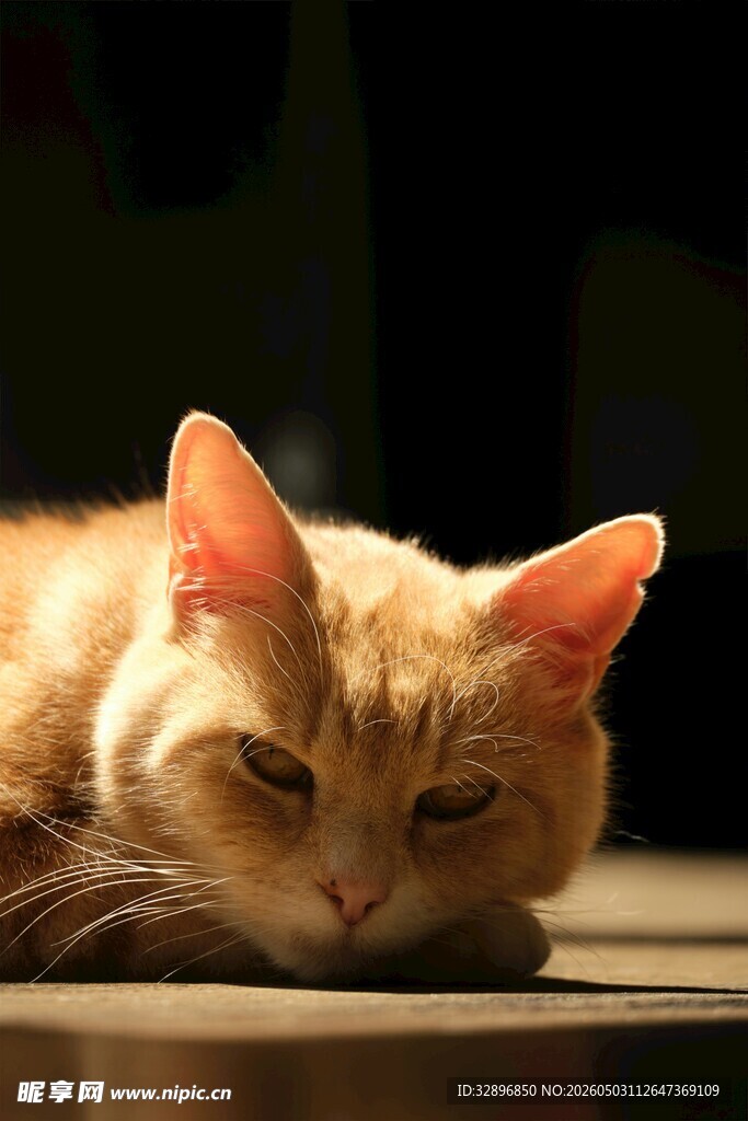 慵懒猫咪安静趴卧