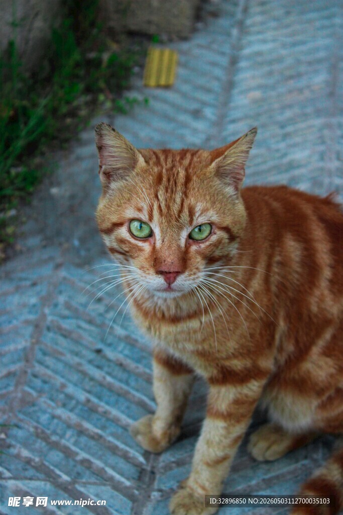 橘猫蹲坐于石板路