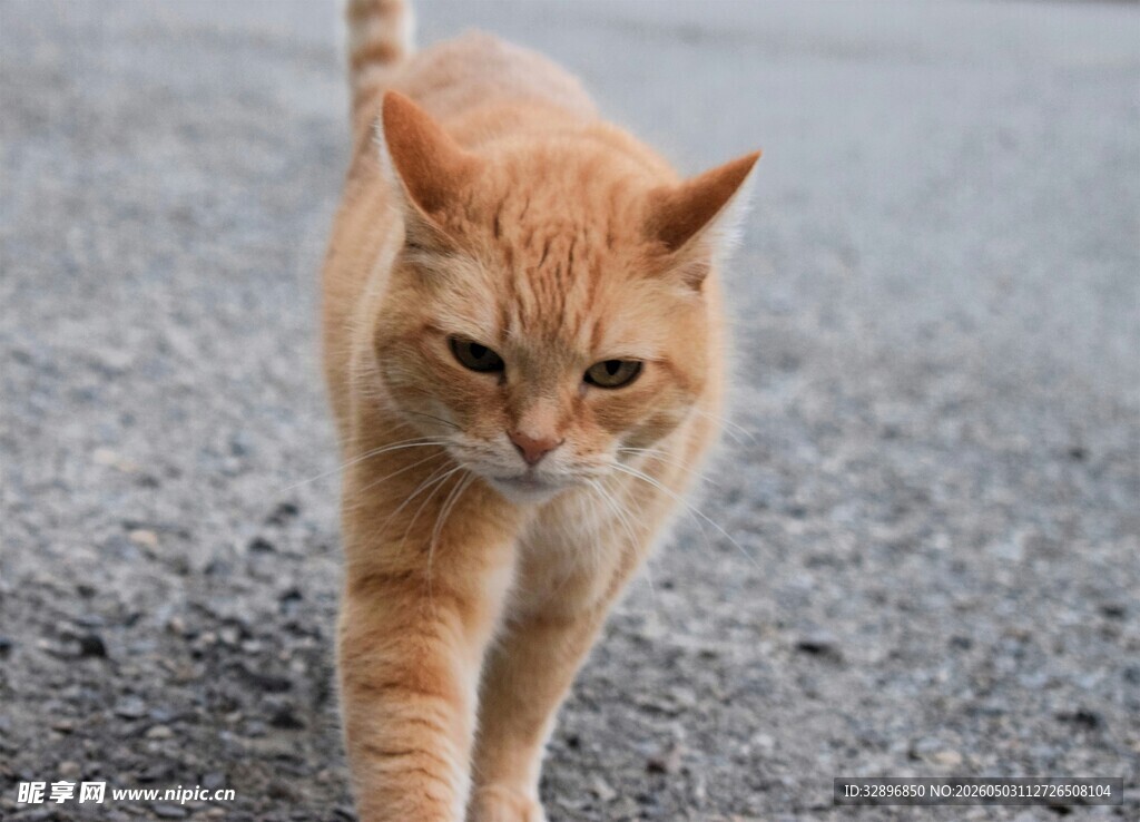 橘猫在路上行走