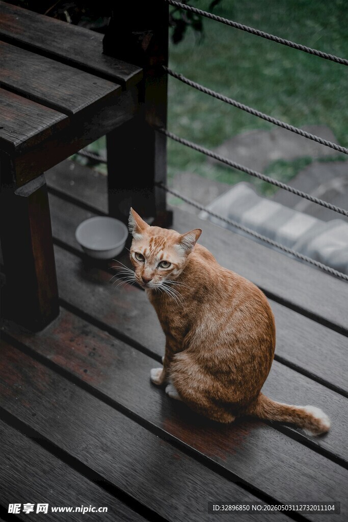 阳台上的橘猫